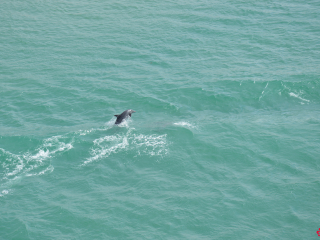12.11 PM | Dolphins | Suez Canal