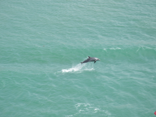 12.12 PM | Dolphins | Suez Canal