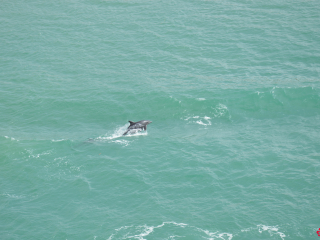 12.12 PM | Dolphins | Suez Canal
