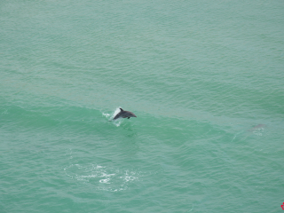 12.12 PM | Dolphins | Suez Canal