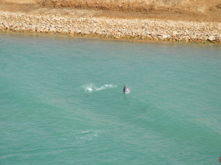 12.13 PM | Dolphins | Suez Canal