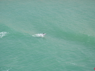 12.13 PM | Dolphins | Suez Canal