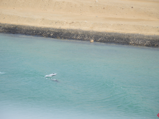 12.21 PM | Dolphins | Suez Canal
