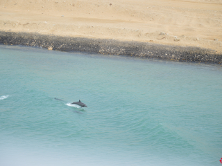 12.21 PM | Dolphins | Suez Canal